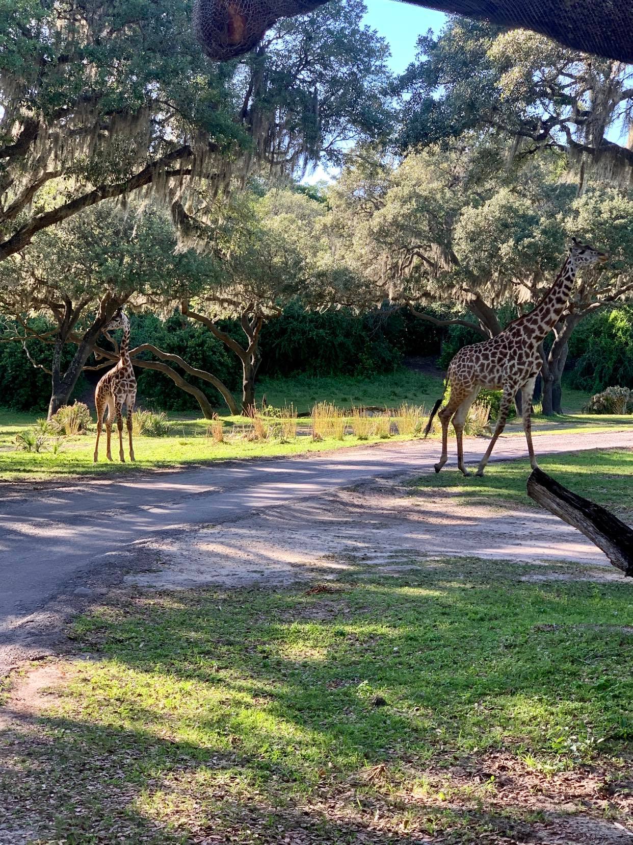 Giraffes on the safari, Disney Animal Kingdom Park review