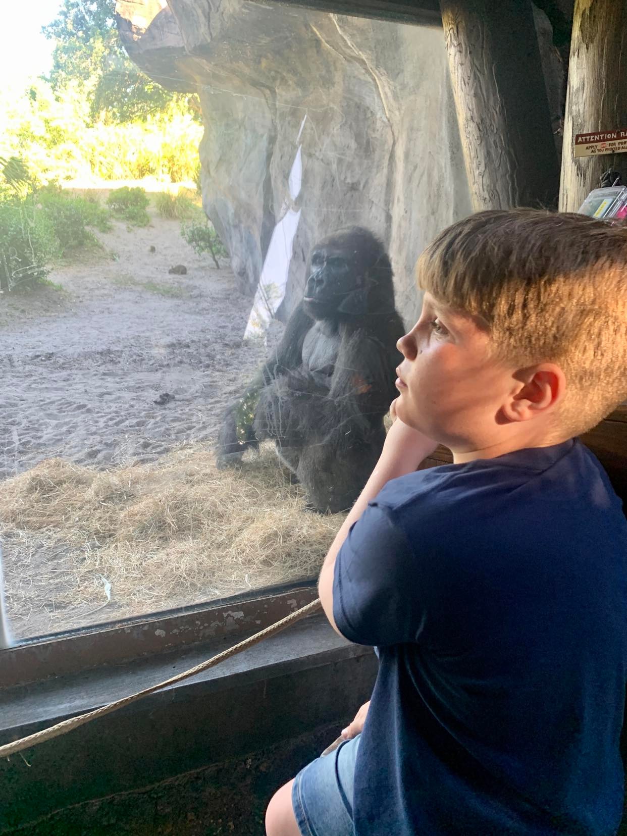Seeing the gorilla at gorillas falls exploration trail, Disney Animal kingdom review from a UK family