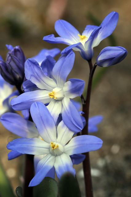 glory of the snow growing tips