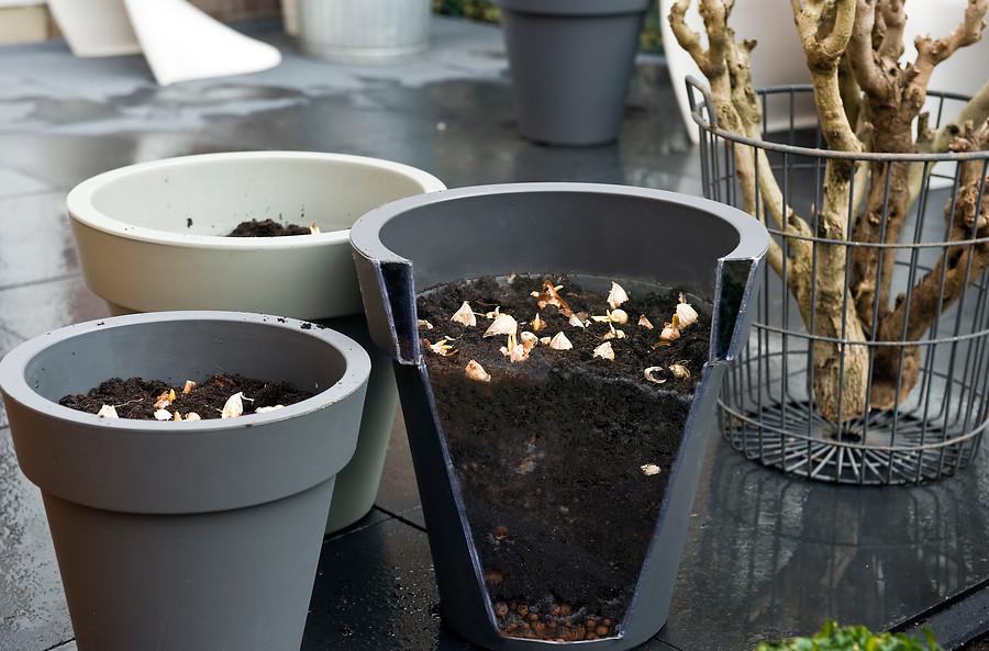 how to grow glory of the snow