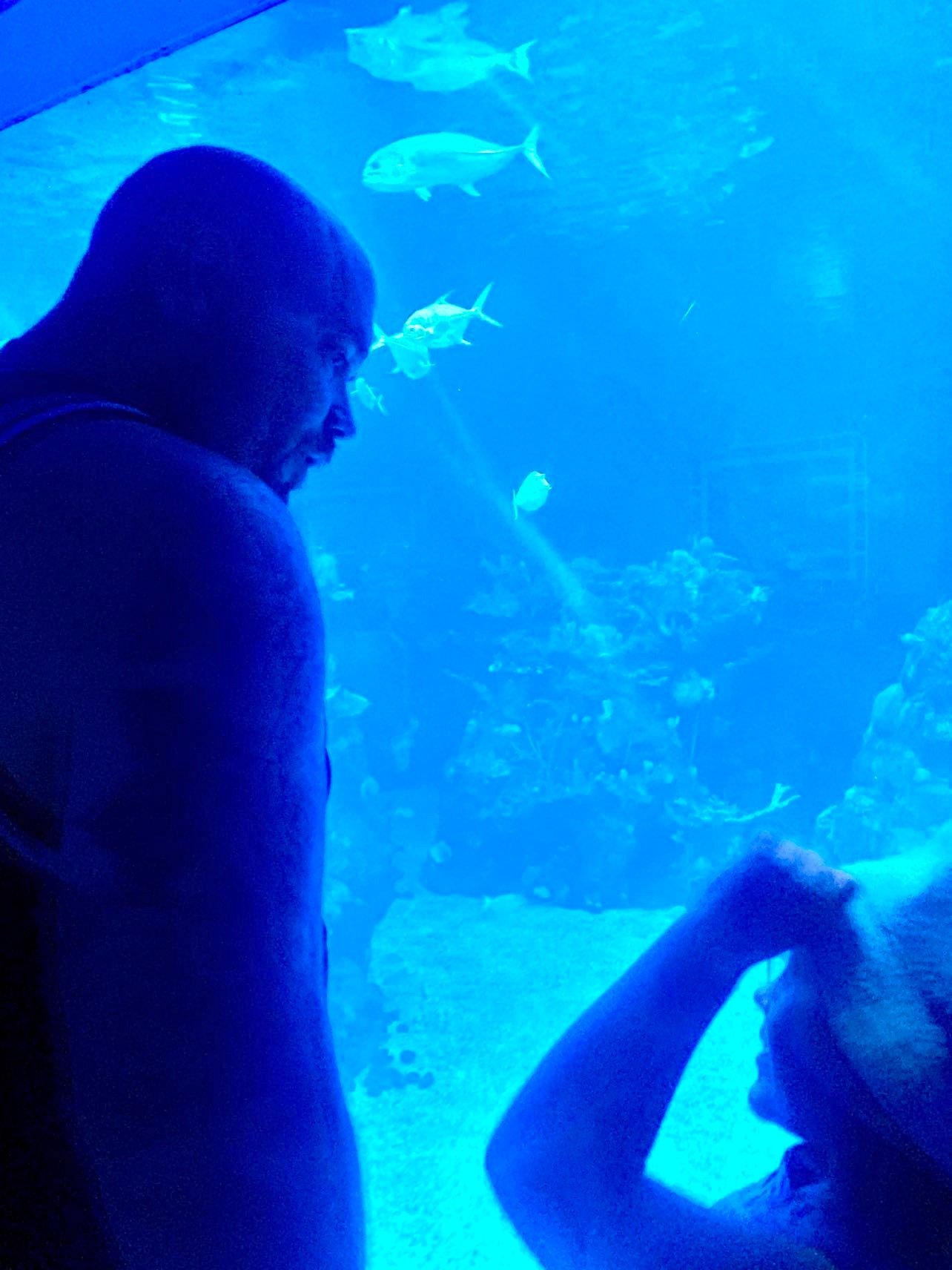 visiting the sealife centre at Epcot, our disney diary blog from the uk