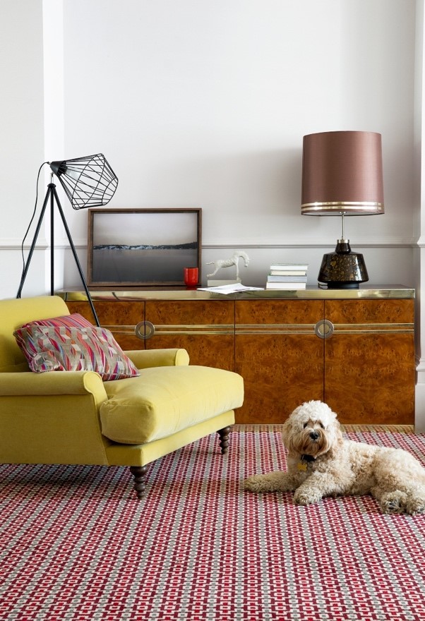deep cleaning carpets, dog on the front rooom carpet